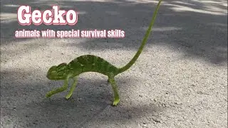 Color-changing chameleons - animals with special skills for survival