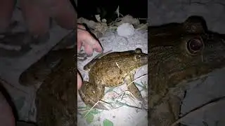 Catch the first big frog | Catch frogs for fun | Catching toad funny | tep longheng funny #shorts