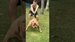 Hulk &eacute;  o nome dele 🔛💥🦍 #pitmonster #dogs #pitbull #dog #dogs #pitbull #pitbulldog #pit #familia