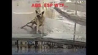 Crazy banzai dog hits car...