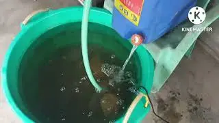 Red tilapia update 2nd batch ng mga anak ang dami uli...
