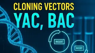 Cloning Vectors Part -2 Bacterial and Yeast Artificial Chromosomes (BAC) (YAC)Genetics Engineering