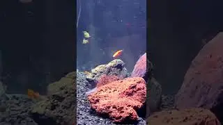 #acuario #colorlife #vidamarina
