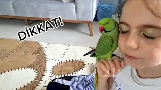 Pakistan Papağanı Alırken Dikkat!