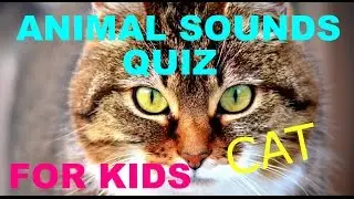 Animal Quiz, Animal Sound Game, sound game, what's the sound Quiz for Kids and Toddlers
