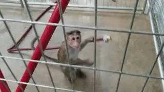 Monkey training