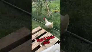 American Bresse Chickens! Egg and meat Bird! #chickens #poultry #homestead