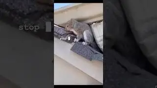 stop that ? squirrel on roof. song stop that by thunder sak #stopthat #stomping #squirrel #stomp