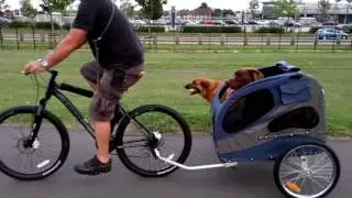 Dog bicycle trailer (Solvit Hound About II) first time.