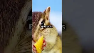 Introducing: Pikachu! The Electric Mouse Pokemon.