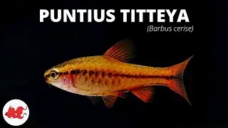 Barbus cerise - Puntius titteya ✔