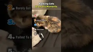 Cat Dramatic Moments 😲 #cat #drama #fun