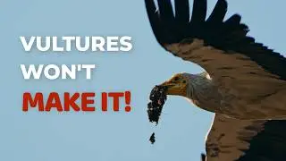 Reality of Jorbeer Carcass Dump Area | Indian Wildlife Conservation #vultures #plastic #dog 