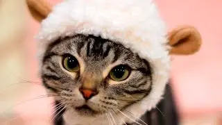 Cute Cats wearing Clothes #60