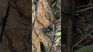 Medell&iacute;n vive delito de los ANDES #f&eacute; #nature #dance #life #naturelovers #free #shortsviral #shorts