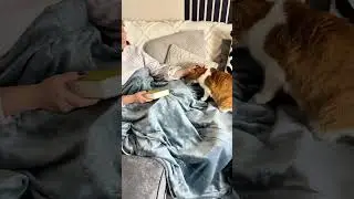 My cat loves the heating blanket even more