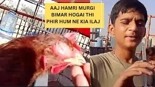 MURGI KA TREATMENT ANKH KHARAB HOJATI