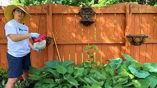 Planting Shade Hanging Baskets & Dark Side of the Moon Astilbe ~ Pruning the Privet Hedge 🌸😎🌥