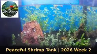 Relaxing Cherry Shrimp Tank | Study & Focus | Silent Ep002 #aquarium #shrimp #neocaridina #fishtank