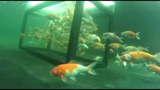 Koi fish, Underwater view