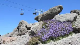 Penstemon davidsonii on Mount Hood