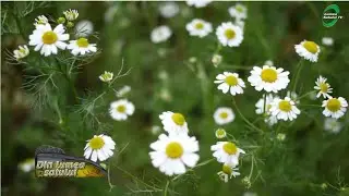 Tehnologia de cultură a plantelor medicinale