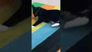 Tail Chasing #cat