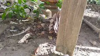 Scared chicks
