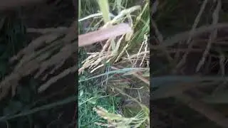 mati pain sabu kichhi #mati #phasal #viral #crop