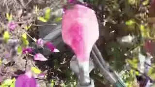 Nashville Snake Removal - Animal Pros Snake Removal - Snake In Siding Of Home - Yikes Snakes