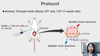 #165 Control of rat bladder neck relaxation using &ldquo;NORD-1&rdquo;, a light-reactive nitric oxide releaser