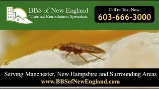 BedBug Solutions of New England, LLC | Goffstown NH Bed Bug Control