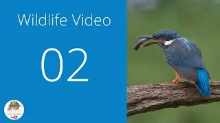 Kingfisher footage - Brine Pit Farm