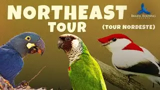Northeast Brazil Popular Tour (Tour Nordeste) | Brazil Birding Experts