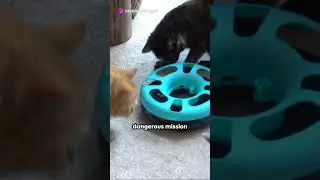 Shadowclaw Feline Rebellion