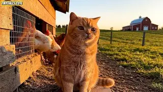 A Real Cat&rsquo;s Perfect Day on the Farm