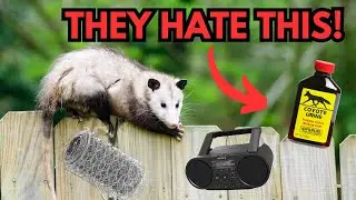 How to Get Rid of Opossums FAST &mdash; Keep Them Out for Good!