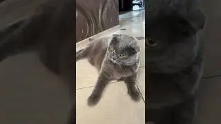 My cat loves this trend 😈 #despacito #cat #recommended #tiktok #funny