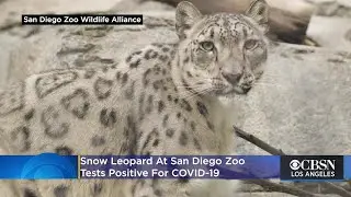 Snow Leopard At San Diego Zoo Tests Positive For COVID-19, In Quarantine With 3 Other Leopards