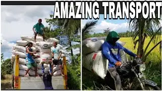 HARVEST TIME : Rice harvesting and transporting ! AMAZING MOTORBIKE TRANSPORT ACTION