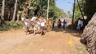 Andhra super fast bull 🐂🏆🐂 Donga puli Bull 2k20@ in Chukkapalli State level mile Bull race