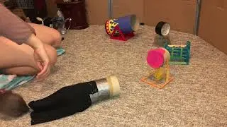 Banana the rat's 1st agility course!