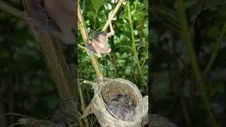 Baby bird has come out of the nest and climbed onto a branch above #youtubeshorts #viralvideo
