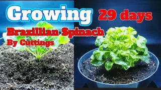 Brazillian Spinach Timelapse by cuttings for 29 days