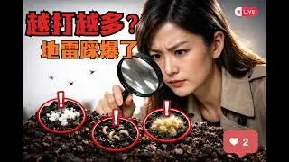 小黑飛越打越多？你踩到 3 個大地雷！｜2 招物理陷阱｜盆栽救命