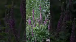 Teucrium hircanicum | Iranian wood sage