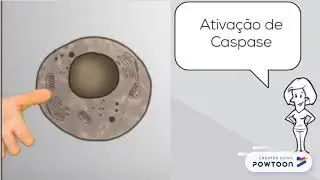 caspase