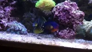 Flame Angelfish (Centropyge loricula)