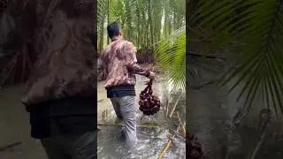 Nipa Fruit | Nipa Farming | island Farner life #shorts #viral #nipah