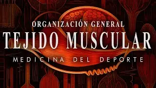 FISIOLOG&Iacute;A MUSCULAR - Organizaci&oacute;n General del Tejido Muscular (Sarc&oacute;mero, Bandas, Actina & Miosina)